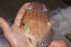 画像1: 【決算セール クーポンご利用で更に10％OFF対象商品】【ディスカス】【通販】アルタムスターライトレッドターコイズ（ハイフォーム）【個体販売】11-12cm（生体）マレーシア　NAディスカスファーム (1)