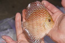 画像2: 【決算セール クーポンご利用で更に10％OFF対象商品】【ディスカス】【通販】アルタムスターライトレッドターコイズ（ハイフォーム）【個体販売】11-12cm（生体）マレーシア　NAディスカスファーム (2)