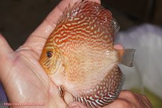 画像1: 【決算セール クーポンご利用で更に10％OFF対象商品】【ディスカス】【通販】アルタムスターライトレッドターコイズ（ハイフォーム）【個体販売】11-12cm（生体）マレーシア　NAディスカスファーム (1)