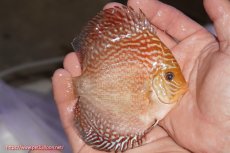 画像2: 【決算セール クーポンご利用で更に10％OFF対象商品】【ディスカス】【通販】アルタムスターライトレッドターコイズ（ハイフォーム）【個体販売】11-12cm（生体）マレーシア　NAディスカスファーム (2)