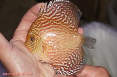 画像1: 【決算セール クーポンご利用で更に10％OFF対象商品】【ディスカス】【通販】アルタムスターライトレッドターコイズ（ハイフォーム）【個体販売】11-12cm（生体）マレーシア　NAディスカスファーム (1)