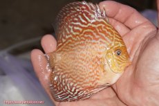 画像2: 【決算セール クーポンご利用で更に10％OFF対象商品】【ディスカス】【通販】アルタムスターライトレッドターコイズ（ハイフォーム）【個体販売】11-12cm（生体）マレーシア　NAディスカスファーム (2)