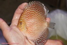 画像1: 【決算セール クーポンご利用で更に10％OFF対象商品】【ディスカス】【通販】アルタムスターライトレッドターコイズ（ハイフォーム）【個体販売】11-12cm（生体）マレーシア　NAディスカスファーム (1)