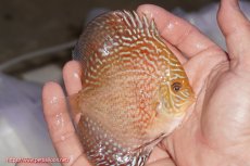 画像2: 【決算セール クーポンご利用で更に10％OFF対象商品】【ディスカス】【通販】アルタムスターライトレッドターコイズ（ハイフォーム）【個体販売】11-12cm（生体）マレーシア　NAディスカスファーム (2)