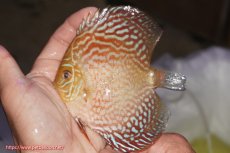 画像1: 【決算セール クーポンご利用で更に10％OFF対象商品】【ディスカス】【通販】アルタムスターライトレッドターコイズ（ハイフォーム）【個体販売】11-12cm（生体）マレーシア　NAディスカスファーム (1)