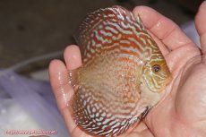 画像2: 【決算セール クーポンご利用で更に10％OFF対象商品】【ディスカス】【通販】アルタムスターライトレッドターコイズ（ハイフォーム）【個体販売】11-12cm（生体）マレーシア　NAディスカスファーム (2)