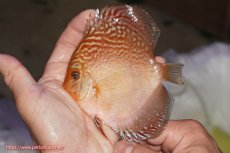 画像1: 【決算セール クーポンご利用で更に10％OFF対象商品】【ディスカス】【通販】アルタムスターライトレッドターコイズ（ハイフォーム）【個体販売】11-12cm（生体）マレーシア　NAディスカスファーム (1)