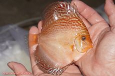 画像2: 【決算セール クーポンご利用で更に10％OFF対象商品】【ディスカス】【通販】アルタムスターライトレッドターコイズ（ハイフォーム）【個体販売】11-12cm（生体）マレーシア　NAディスカスファーム (2)