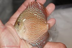 画像1: 【決算セール クーポンご利用で更に10％OFF対象商品】【ディスカス】【通販】スーパーレッドキングバイパー（ハイフォーム）【個体販売】10cm（生体）マレーシア　NAディスカスファーム (1)