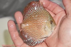 画像2: 【決算セール クーポンご利用で更に10％OFF対象商品】【ディスカス】【通販】スーパーレッドキングバイパー（ハイフォーム）【個体販売】10cm（生体）マレーシア　NAディスカスファーム (2)