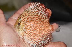 画像1: 【決算セール クーポンご利用で更に10％OFF対象商品】【ディスカス】【通販】スーパーレッドキングバイパー（ハイフォーム）【個体販売】10cm（生体）マレーシア　NAディスカスファーム (1)