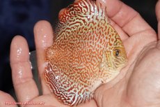 画像2: 【決算セール クーポンご利用で更に10％OFF対象商品】【ディスカス】【通販】スーパーレッドキングバイパー（ハイフォーム）【個体販売】10cm（生体）マレーシア　NAディスカスファーム (2)