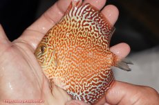 画像1: 【決算セール クーポンご利用で更に10％OFF対象商品】【ディスカス】【通販】スーパーレッドキングバイパー（ハイフォーム）【個体販売】10cm（生体）マレーシア　NAディスカスファーム (1)