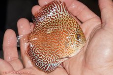 画像2: 【決算セール クーポンご利用で更に10％OFF対象商品】【ディスカス】【通販】スーパーレッドキングバイパー（ハイフォーム）【個体販売】10cm（生体）マレーシア　NAディスカスファーム (2)