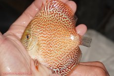 画像1: 【決算セール クーポンご利用で更に10％OFF対象商品】【ディスカス】【通販】スーパーレッドキングバイパー（ハイフォーム）【個体販売】10cm（生体）マレーシア　NAディスカスファーム (1)