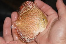 画像2: 【決算セール クーポンご利用で更に10％OFF対象商品】【ディスカス】【通販】スーパーレッドキングバイパー（ハイフォーム）【個体販売】10cm（生体）マレーシア　NAディスカスファーム (2)