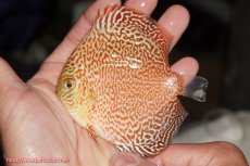 画像1: 【決算セール クーポンご利用で更に10％OFF対象商品】【ディスカス】【通販】スーパーレッドキングバイパー（ハイフォーム）【個体販売】10cm（生体）マレーシア　NAディスカスファーム (1)