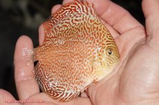 画像2: 【決算セール クーポンご利用で更に10％OFF対象商品】【ディスカス】【通販】スーパーレッドキングバイパー（ハイフォーム）【個体販売】10cm（生体）マレーシア　NAディスカスファーム (2)