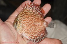 画像1: 【決算セール クーポンご利用で更に10％OFF対象商品】【ディスカス】【通販】スーパーレッドキングバイパー（ハイフォーム）【個体販売】10cm（生体）マレーシア　NAディスカスファーム (1)