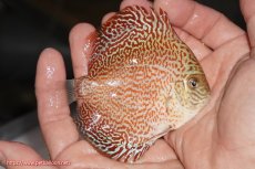 画像2: 【決算セール クーポンご利用で更に10％OFF対象商品】【ディスカス】【通販】スーパーレッドキングバイパー（ハイフォーム）【個体販売】10cm（生体）マレーシア　NAディスカスファーム (2)