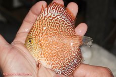 画像1: 【決算セール クーポンご利用で更に10％OFF対象商品】【ディスカス】【通販】スーパーレッドキングバイパー（ハイフォーム）【個体販売】10cm（生体）マレーシア　NAディスカスファーム (1)