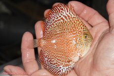 画像2: 【決算セール クーポンご利用で更に10％OFF対象商品】【ディスカス】【通販】スーパーレッドキングバイパー（ハイフォーム）【個体販売】10cm（生体）マレーシア　NAディスカスファーム (2)