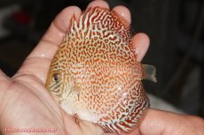 画像1: 【決算セール クーポンご利用で更に10％OFF対象商品】【ディスカス】【通販】スーパーレッドキングバイパー（ハイフォーム）【個体販売】10cm（生体）マレーシア　NAディスカスファーム (1)