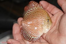 画像2: 【決算セール クーポンご利用で更に10％OFF対象商品】【ディスカス】【通販】スーパーレッドキングバイパー（ハイフォーム）【個体販売】10cm（生体）マレーシア　NAディスカスファーム (2)