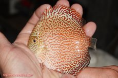 画像1: 【決算セール クーポンご利用で更に10％OFF対象商品】【ディスカス】【通販】スーパーレッドキングバイパー（ハイフォーム）【個体販売】10cm（生体）マレーシア　NAディスカスファーム (1)