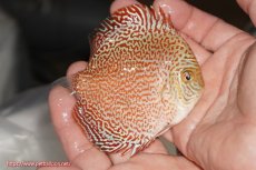 画像2: 【決算セール クーポンご利用で更に10％OFF対象商品】【ディスカス】【通販】スーパーレッドキングバイパー（ハイフォーム）【個体販売】10cm（生体）マレーシア　NAディスカスファーム (2)