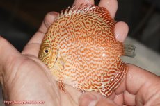 画像1: 【決算セール クーポンご利用で更に10％OFF対象商品】【ディスカス】【通販】スーパーレッドキングバイパー（ハイフォーム）【個体販売】10cm（生体）マレーシア　NAディスカスファーム (1)