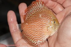 画像2: 【決算セール クーポンご利用で更に10％OFF対象商品】【ディスカス】【通販】スーパーレッドキングバイパー（ハイフォーム）【個体販売】10cm（生体）マレーシア　NAディスカスファーム (2)