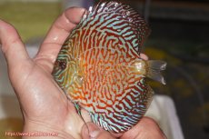 画像1: 【決算セール クーポンご利用で更に10％OFF対象商品】【ディスカス】【通販】スーパーレッドタイガー【個体販売】12cm（生体）マレーシア　NAディスカスファーム (1)