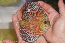 画像2: 【決算セール クーポンご利用で更に10％OFF対象商品】【ディスカス】【通販】スーパーレッドタイガー【個体販売】12cm（生体）マレーシア　NAディスカスファーム (2)