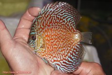 画像1: 【決算セール クーポンご利用で更に10％OFF対象商品】【ディスカス】【通販】スーパーレッドタイガー【個体販売】12cm（生体）マレーシア　NAディスカスファーム (1)