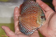 画像2: 【決算セール クーポンご利用で更に10％OFF対象商品】【ディスカス】【通販】スーパーレッドタイガー【個体販売】12cm（生体）マレーシア　NAディスカスファーム (2)