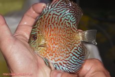 画像1: 【決算セール クーポンご利用で更に10％OFF対象商品】【ディスカス】【通販】スーパーレッドタイガー【個体販売】12cm（生体）マレーシア　NAディスカスファーム (1)