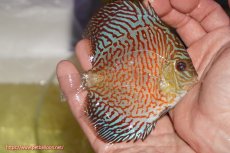 画像2: 【決算セール クーポンご利用で更に10％OFF対象商品】【ディスカス】【通販】スーパーレッドタイガー【個体販売】12cm（生体）マレーシア　NAディスカスファーム (2)