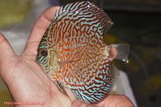 画像1: 【決算セール クーポンご利用で更に10％OFF対象商品】【ディスカス】【通販】スーパーレッドタイガー【個体販売】12cm（生体）マレーシア　NAディスカスファーム (1)