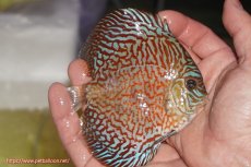 画像2: 【決算セール クーポンご利用で更に10％OFF対象商品】【ディスカス】【通販】スーパーレッドタイガー【個体販売】12cm（生体）マレーシア　NAディスカスファーム (2)