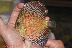 画像1: 【決算セール クーポンご利用で更に10％OFF対象商品】【ディスカス】【通販】スーパーレッドタイガー【個体販売】12cm（生体）マレーシア　NAディスカスファーム (1)