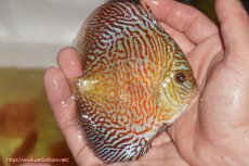 画像2: 【決算セール クーポンご利用で更に10％OFF対象商品】【ディスカス】【通販】スーパーレッドタイガー【個体販売】12cm（生体）マレーシア　NAディスカスファーム (2)