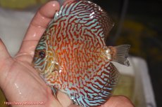 画像1: 【決算セール クーポンご利用で更に10％OFF対象商品】【ディスカス】【通販】スーパーレッドタイガー【個体販売】12cm（生体）マレーシア　NAディスカスファーム (1)