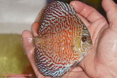 画像2: 【決算セール クーポンご利用で更に10％OFF対象商品】【ディスカス】【通販】スーパーレッドタイガー【個体販売】12cm（生体）マレーシア　NAディスカスファーム (2)