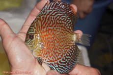 画像1: 【決算セール クーポンご利用で更に10％OFF対象商品】【ディスカス】【通販】スーパーレッドタイガー【個体販売】12cm（生体）マレーシア　NAディスカスファーム (1)