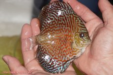 画像2: 【決算セール クーポンご利用で更に10％OFF対象商品】【ディスカス】【通販】スーパーレッドタイガー【個体販売】12cm（生体）マレーシア　NAディスカスファーム (2)