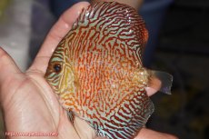 画像1: 【決算セール クーポンご利用で更に10％OFF対象商品】【ディスカス】【通販】スーパーレッドタイガー【個体販売】12cm（生体）マレーシア　NAディスカスファーム (1)