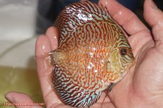 画像2: 【決算セール クーポンご利用で更に10％OFF対象商品】【ディスカス】【通販】スーパーレッドタイガー【個体販売】12cm（生体）マレーシア　NAディスカスファーム (2)