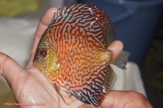 画像1: 【決算セール クーポンご利用で更に10％OFF対象商品】【ディスカス】【通販】スーパーレッドタイガー【個体販売】12cm（生体）マレーシア　NAディスカスファーム (1)