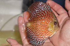 画像2: 【決算セール クーポンご利用で更に10％OFF対象商品】【ディスカス】【通販】スーパーレッドタイガー【個体販売】12cm（生体）マレーシア　NAディスカスファーム (2)